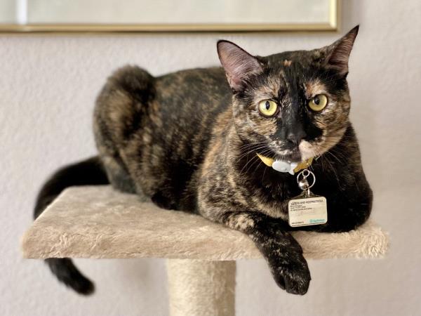 /Images/uploads/Friends of Seal Beach Animal Care Center/2022sbacc/entries/20772thumb.jpg